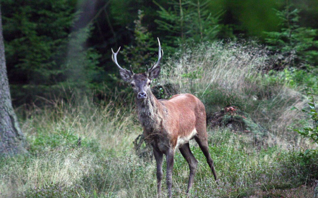 Brunftzeit in Ostbelgien und der deutschen Eifel